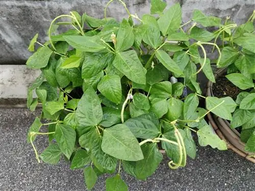 bush beans-in-the-pot