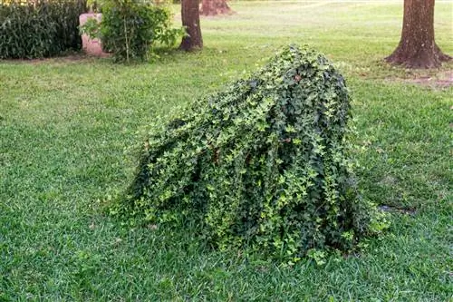 habillage d'une souche d'arbre