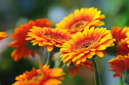 Cura della Gerbera: come mantenere i fiori recisi freschi più a lungo