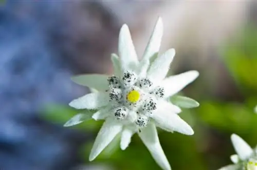 Ervaar die bloeityd van die edelweiss: wenke en feite