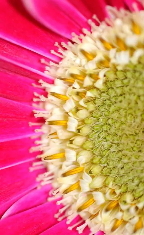 Cultivar semillas de gerbera usted mismo: consejos e instrucciones