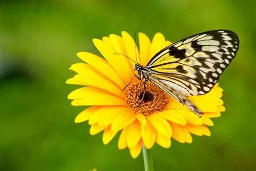 Gerbera বহুবর্ষজীবী