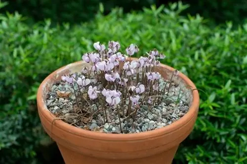 Cyclamen tom qab flowering