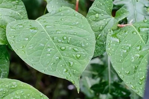 Japanese knotweed leaves