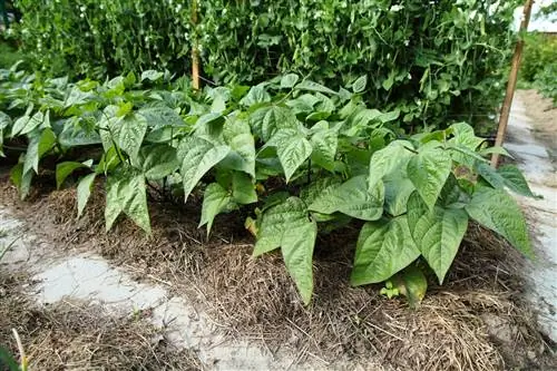 Le paillage des haricots nains - utile et facile à faire