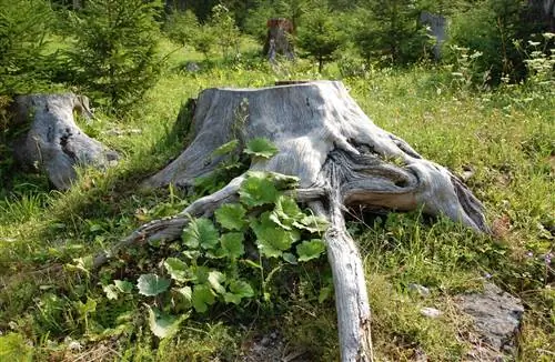 piantare un nuovo albero accanto al ceppo di un albero