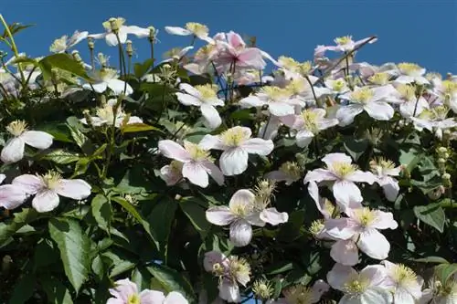 Clematis pensas: kukinnan loisto ja yksityisyyden suoja yhdistettynä