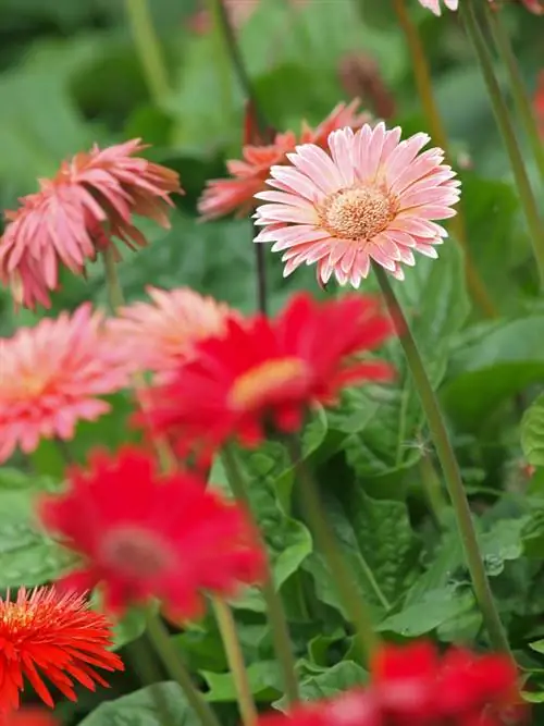 Gerbera-variëteite: Ontdek die verskeidenheid kleure en groottes