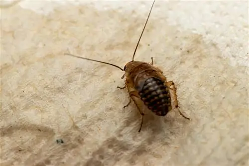 Ninfa de la cucaracha de madera de ámbar