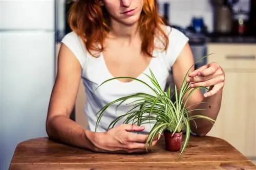 Cuidados de las plantas araña