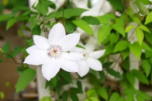 Clematis podiņā