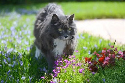 Trouw aan mannen: giftig voor katten en hoe je ze kunt beschermen