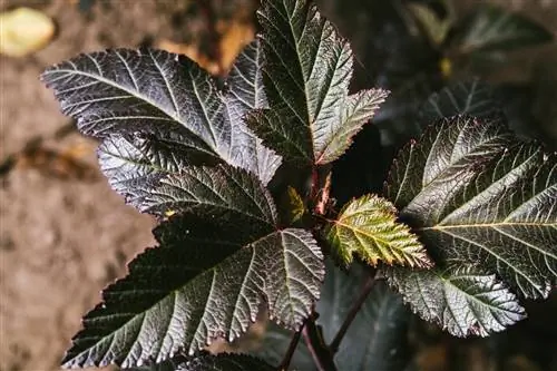 Propagate bladderworts - via cuttings and cuttings