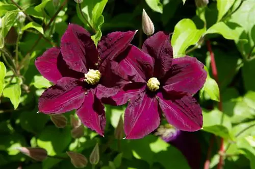 کپک Clematis