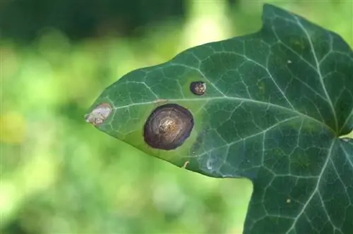 Recognize and combat leaf spot disease in ivy