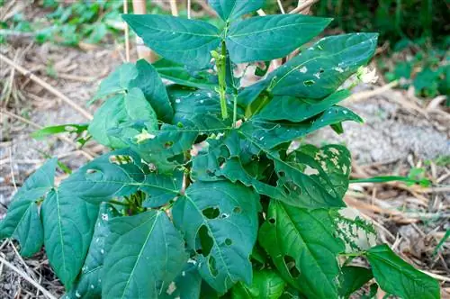 bush bean snails