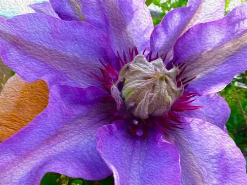 Clematis lange bloeiperiode