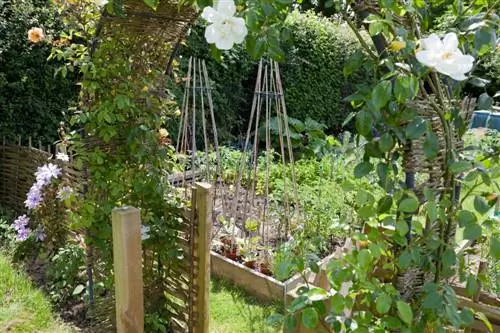 Clematis climbing plant