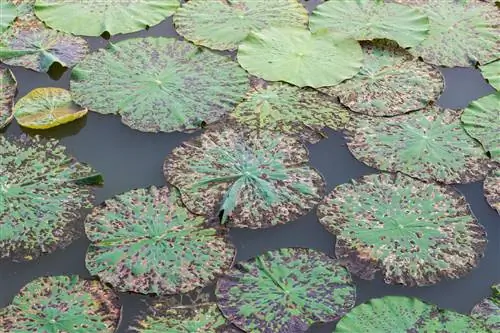 leaf spot water lily