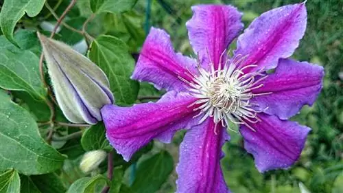 Clematis биттери