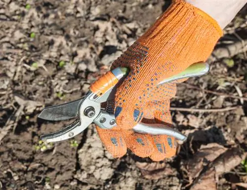 Giftige keizerskroon: veilig omgaan met de plant