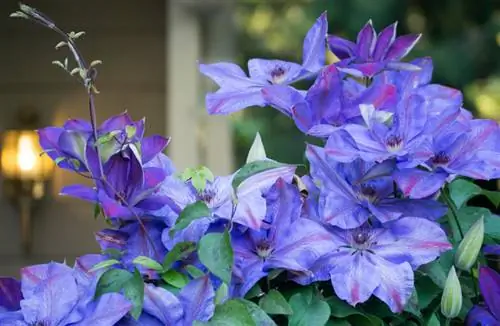 Clematis: Recognize and treat mildew and wilt