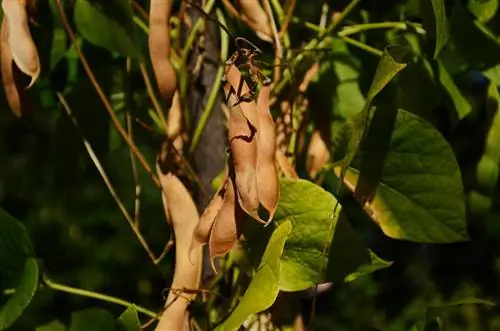 Successfully harvesting French bean seeds