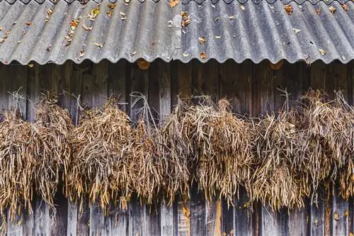 drying bush beans