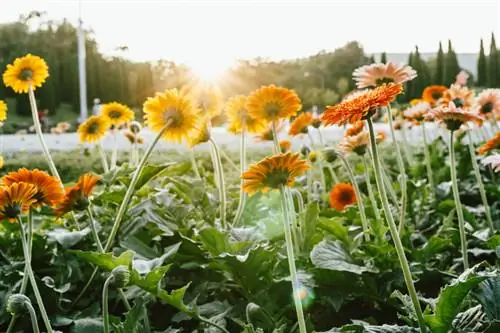 More flowers for your gerbera: Remove spent flowers