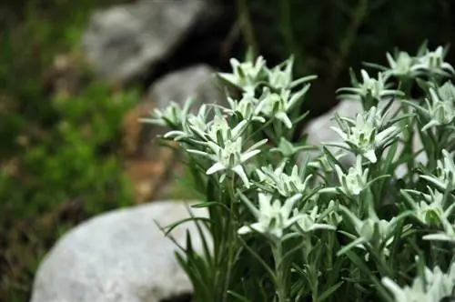 Edelweiss rock garden