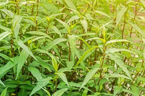 Το Knotweed γίνεται κίτρινο