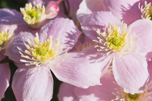 Clematis Montana მოვლა