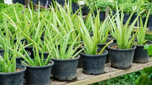 Multiplicera aloe vera: Så enkelt är det