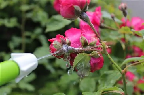 Behandel muf op rose met skottelgoedwasmiddel