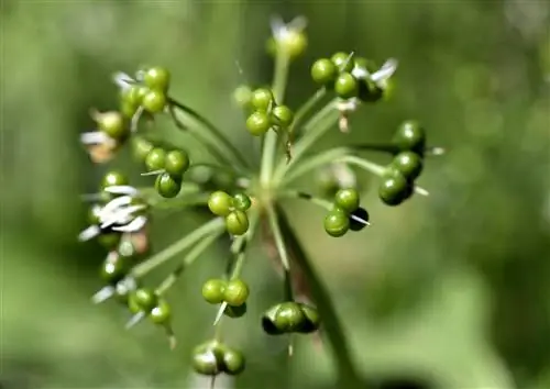 Vild vitlök med blommor