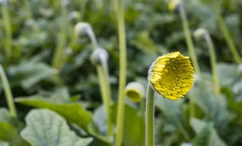 Pavairot gerberas