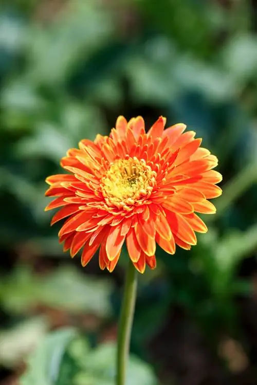 Hardy gerbera? Hogyan védjük meg a növényt télen