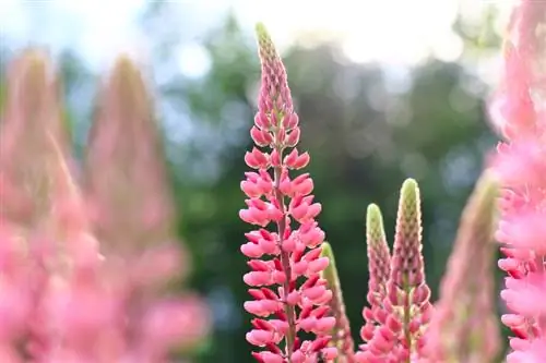 Lupinen succesvol kweken: locatie, planttijd en verzorging