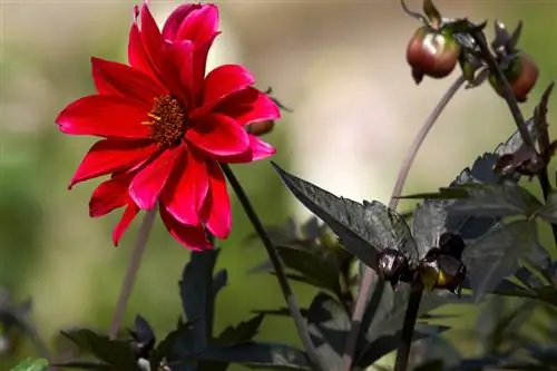 Overwintering dahlias na walang cellar: mga opsyon at tip