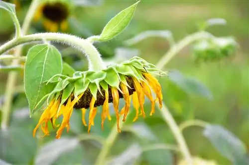 Recognize and treat powdery mildew on sunflowers