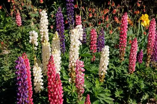 Sow lupins