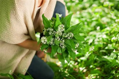 سیر وحشی طعم خود را از دست می دهد - چه کاری می توانید در مورد آن انجام دهید