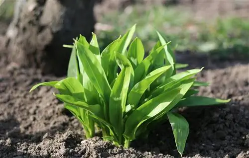 sole di aglio selvatico