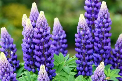 Lupine locatie