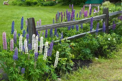 Enkelt att ta hand om lupiner: tips för magnifika blommor