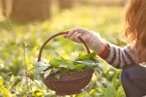 Pick wild garlic yourself - this is what you should pay attention to