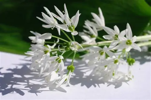 het drogen van wilde knoflookbloemen