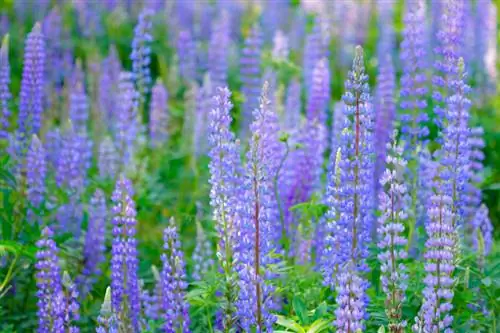 Multiply lupins: collecting, sharing & sticking made easy