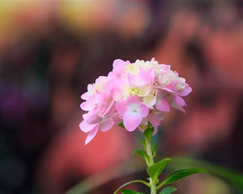 Piramid Hydrangea: tabiat pertumbuhan, penjagaan & arahan pemotongan