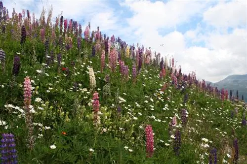 Ntsuab manure lupins